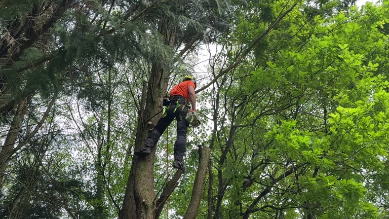 How Our Tree Care Process Works  in  Prospect, PA