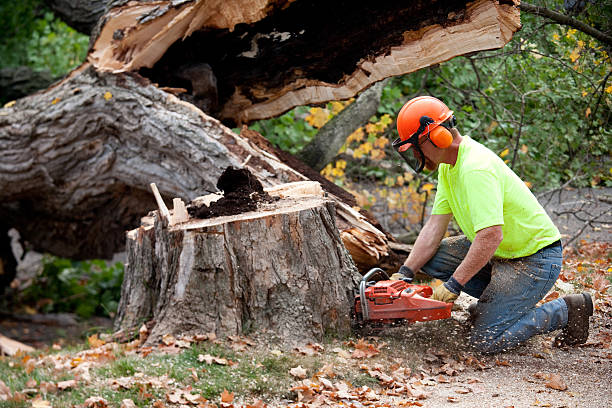 Best Palm Tree Trimming  in Prospect, PA