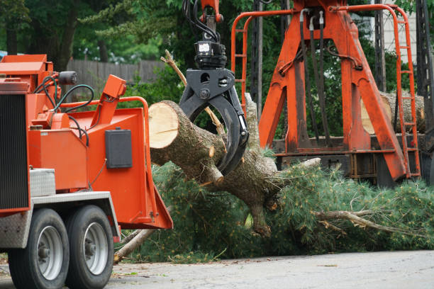 Best Root Management and Removal  in Prospect, PA