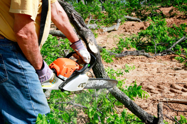 Professional Tree Services in Prospect, PA